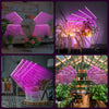Lampe Horticole LED 360° - PetitBricolage