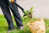 Désherbeur manuel anti mauvaise herbe - PetitBricolage