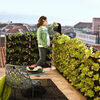 Sacs de plantation murale - Murs et balcons - PetitBricolage